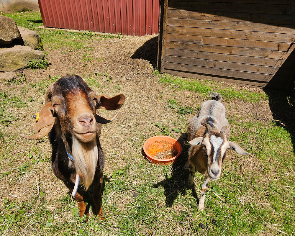 Hofansicht im Morgenlicht