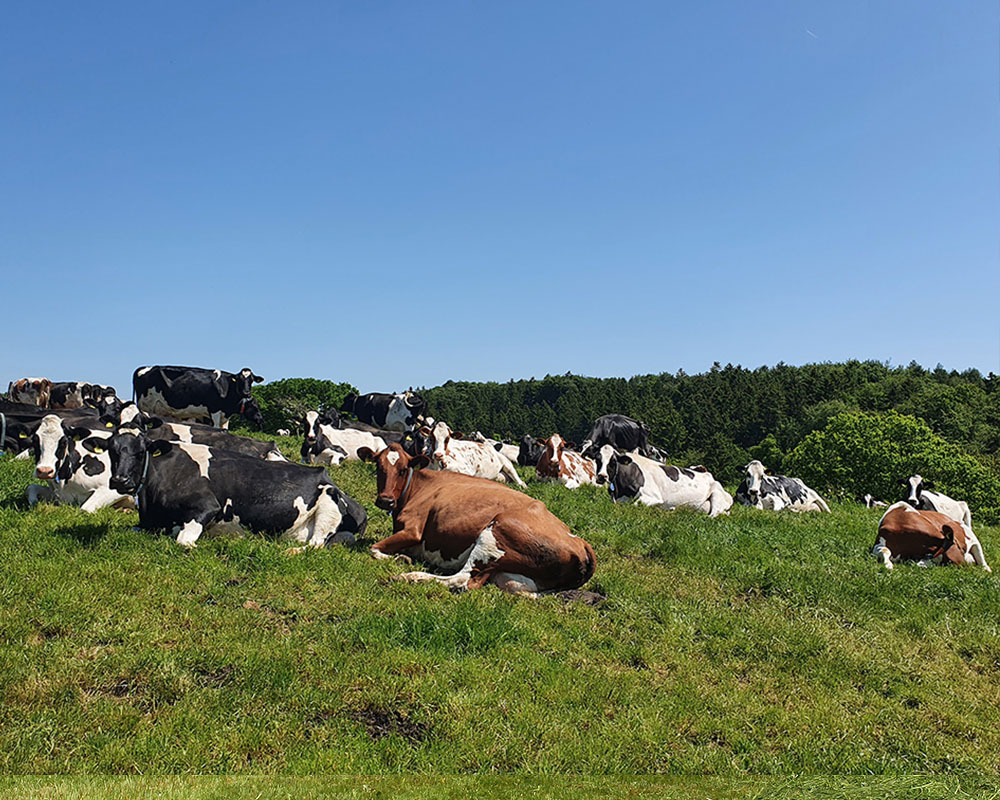 Kinder beim Füttern