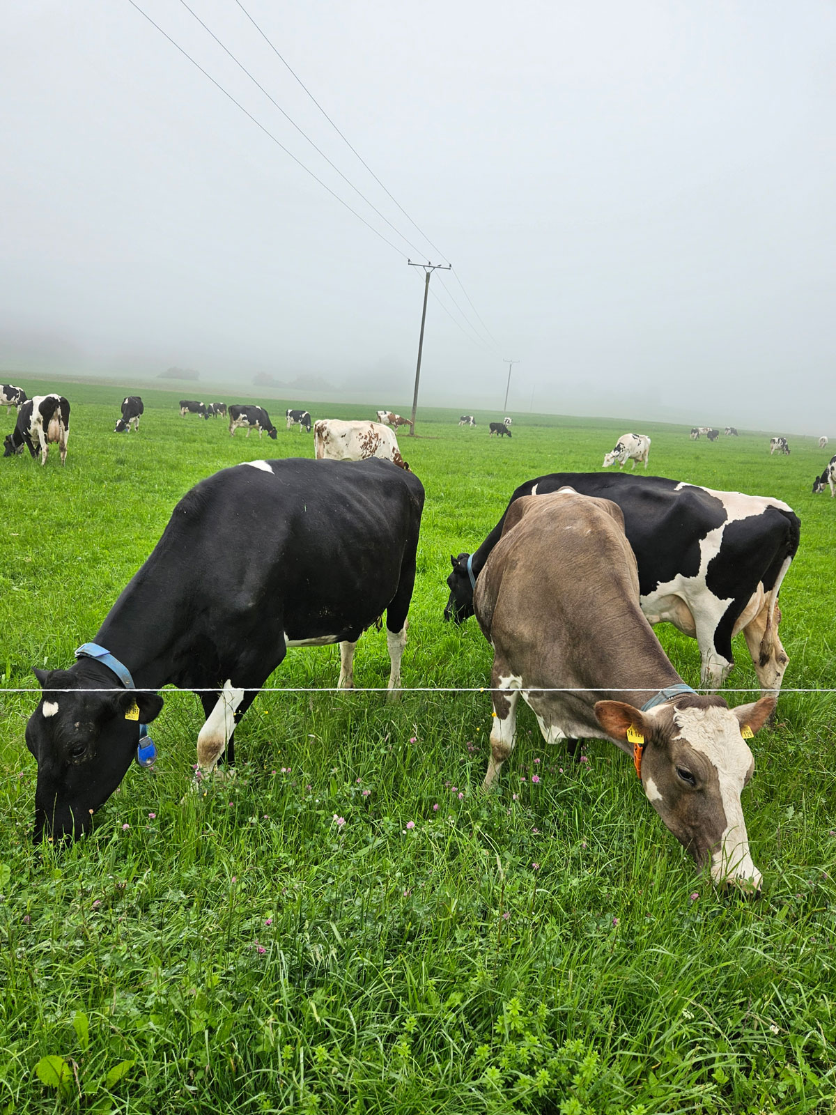 Kühe auf der Weide am Thelenshof