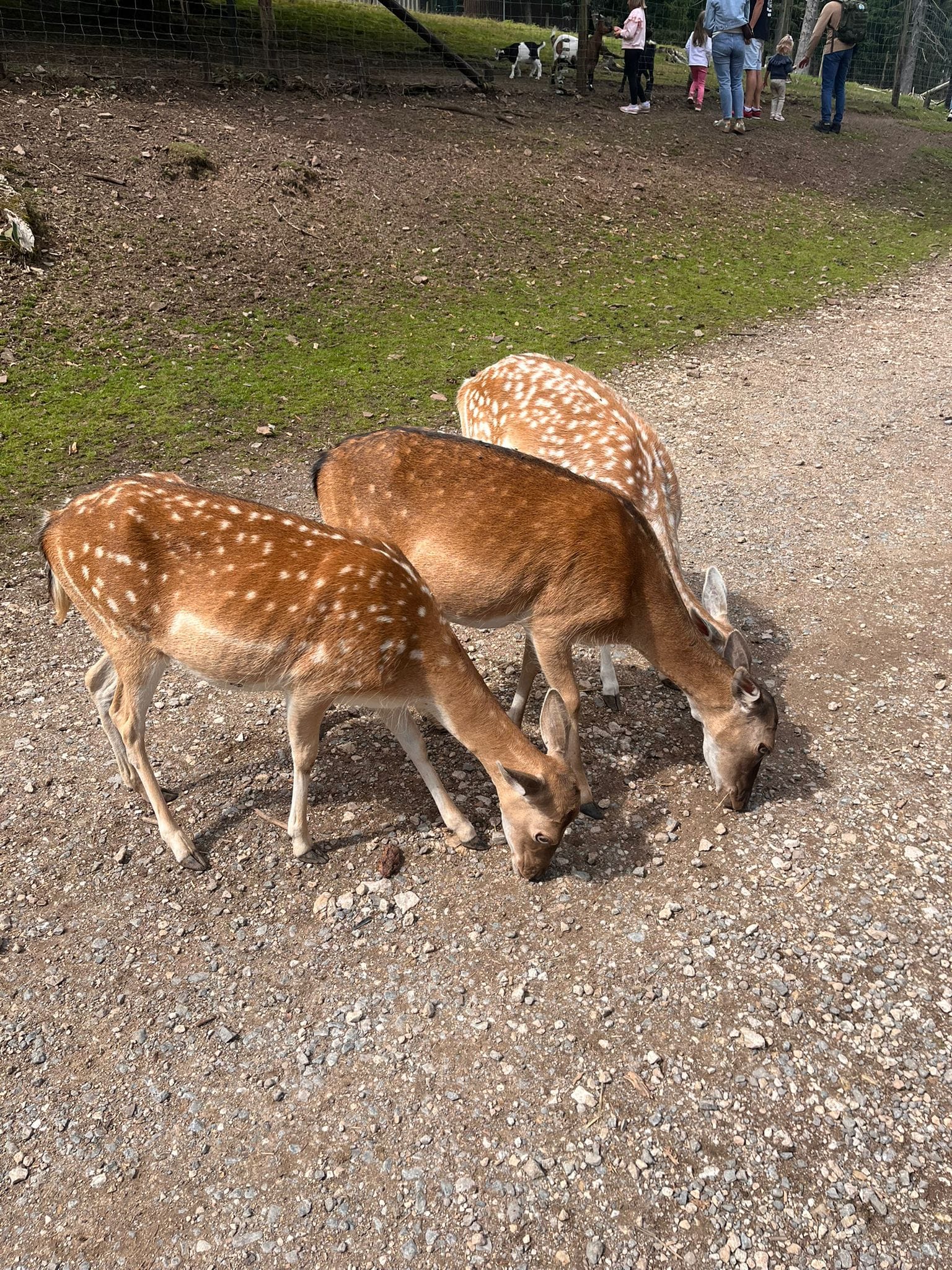 Wild- und Erlebnispark